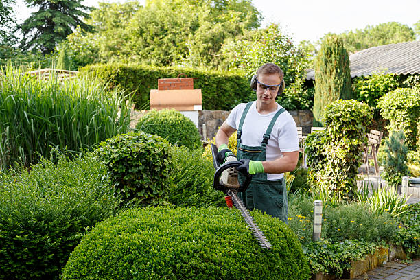 Plattsburgh West, NY Tree Removal Services Company